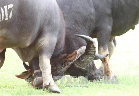 Hải Phòng cần lấy ý kiến nên giữ hay bỏ lễ hội chọi trâu Đồ Sơn